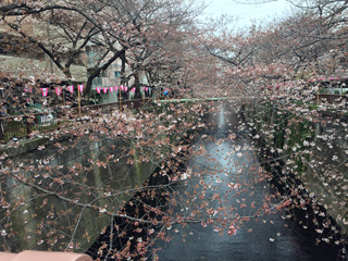 桜橋周辺