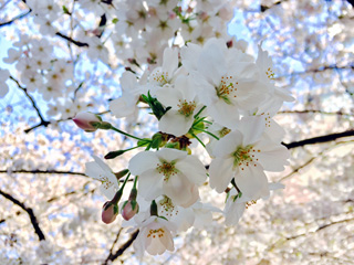 東山橋付近2