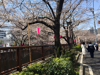 見ごろ