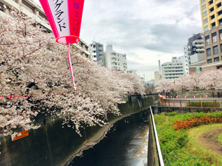 4月7日の目黒川