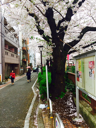 雨