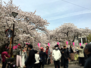 桜橋