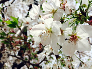 桜の様子