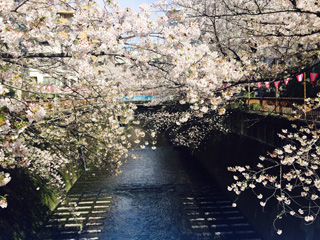 4月10日の目黒川