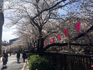 早朝の桜並木