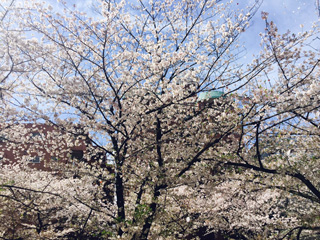 風で桜が舞う