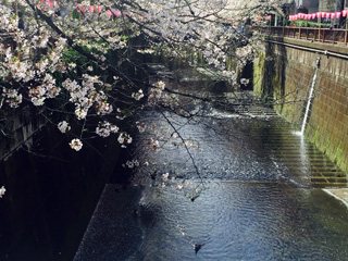 カモ