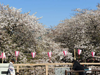 4月14日の目黒川
