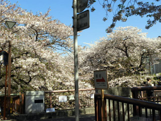 桜橋周辺