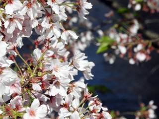宿山橋周辺の桜