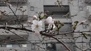 川沿いの桜並木で咲き始めました