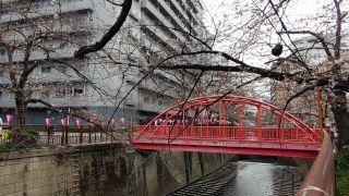 中の橋付近でも桜が開花