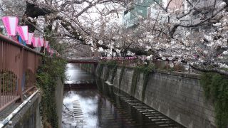 柳橋付近でも咲いています