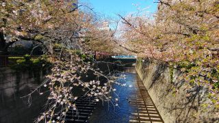 4月4日東山橋付近