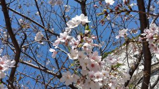 目黒天空庭園の桜