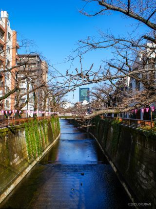 千歳橋付近 3月17日