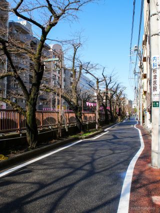 東山橋付近 3月17日