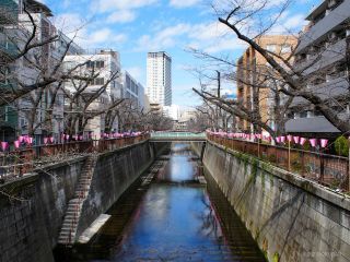 千歳橋付近 3月20日