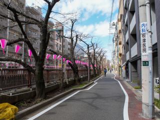 東山橋付近 3月20日