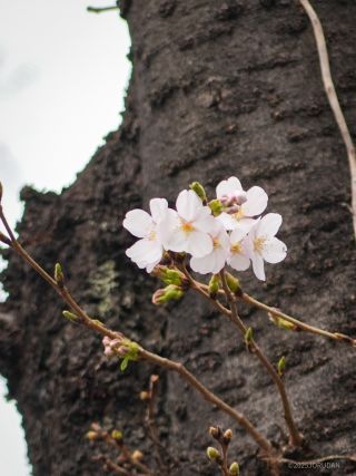 中目黒駅前高架下にて撮影