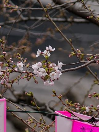 ピンクのぼんぼりが桜に映えます