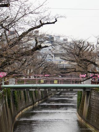 お花見シーズンがいよいよ始まります