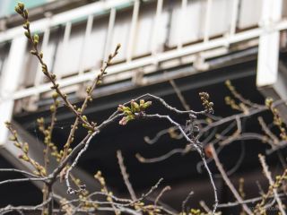 中目黒駅高架下 3月24日