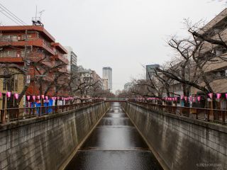 宿山橋付近 3月24日