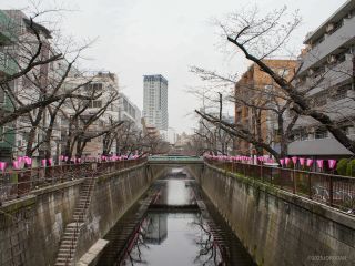 千歳橋付近 3月24日