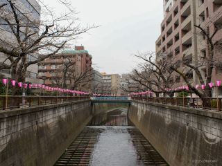 東山橋付近 3月24日