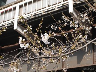 中目黒駅前高架下 3月27日