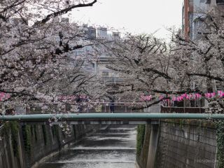駅近くでは見ごろにまで開花が進む