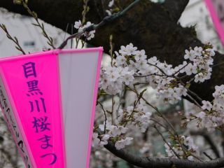 目黒川桜まつり開催中