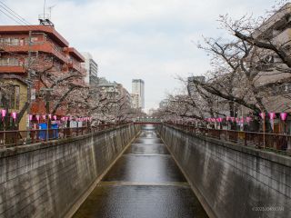 宿山橋付近 3月27日