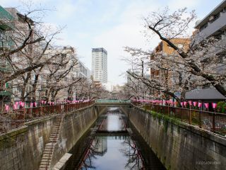 千歳橋付近 3月27日