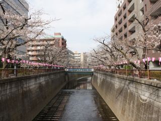東山橋付近 3月27日①
