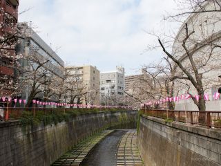 目黒天空庭園付近 3月27日