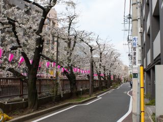 東山橋付近 3月27日①