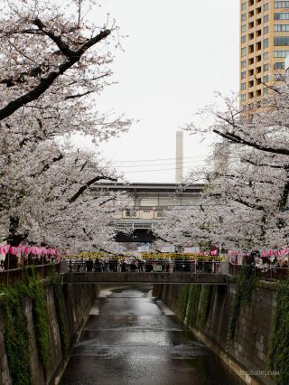 中目黒駅前高架下 3月27日