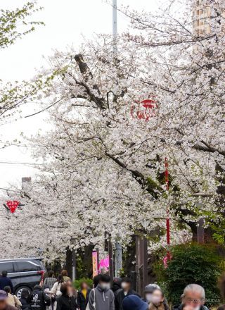 たくさんのお花見客が目黒川に集まっています