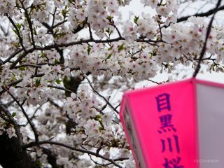 ぼんぼり点灯期間はあとわずか
