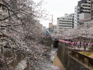 中目黒駅近く、日の出橋付近 3月31日