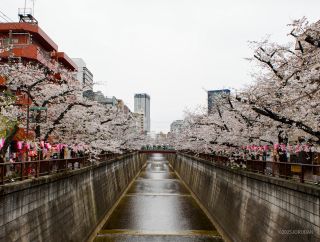 宿山橋付近 3月31日