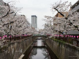 千歳橋付近 3月31日