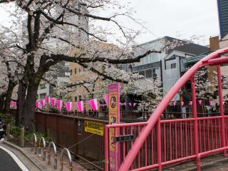 中の橋付近 3月31日