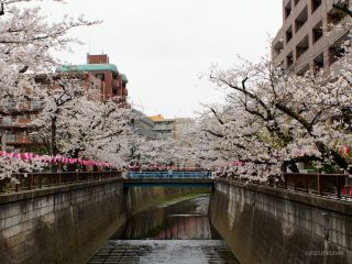 東山橋付近 3月31日①
