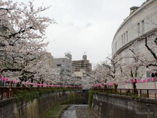 目黒天空庭園付近 3月31日