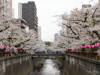 東山橋付近 3月31日②