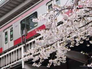 中目黒駅前高架下 4月3日満開