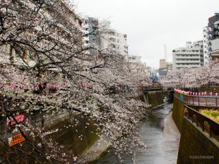 日の出橋からの桜の様子